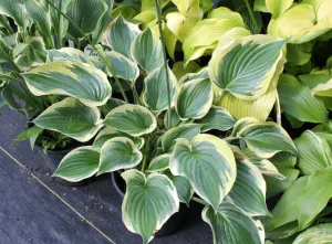 Beautiful Dreamer Hosta