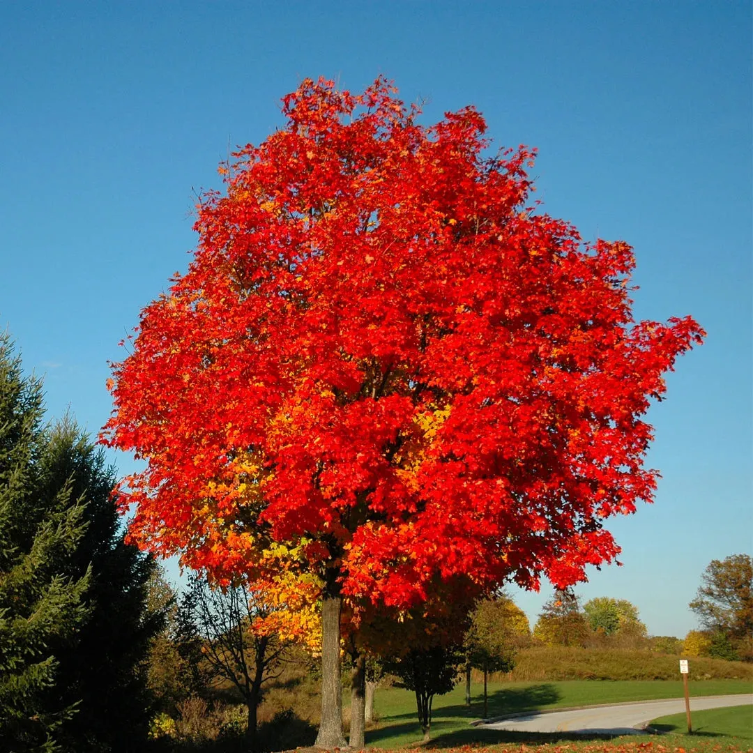 Red Sunset® Maple Tree