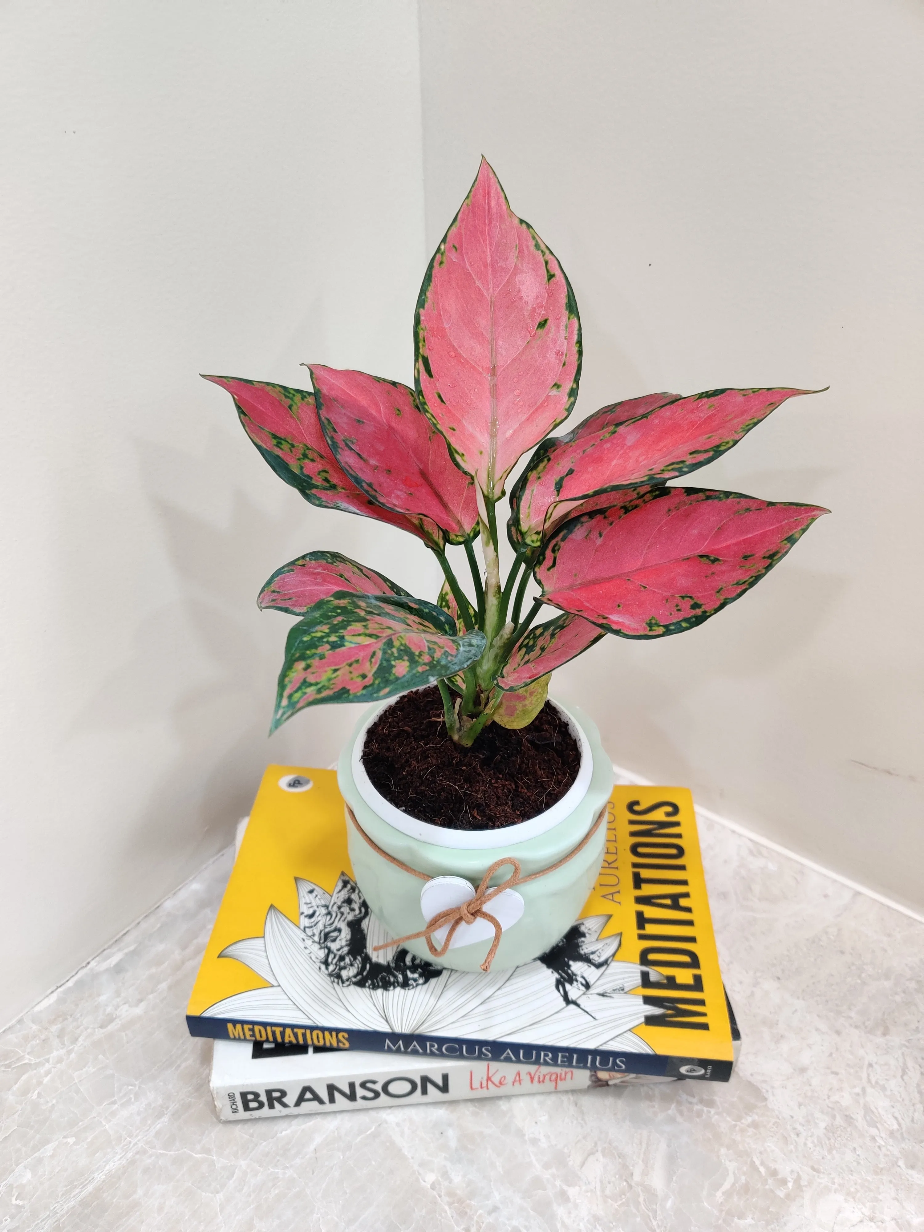 Vibrant Aglaonema Beauty for Corporate Gifting