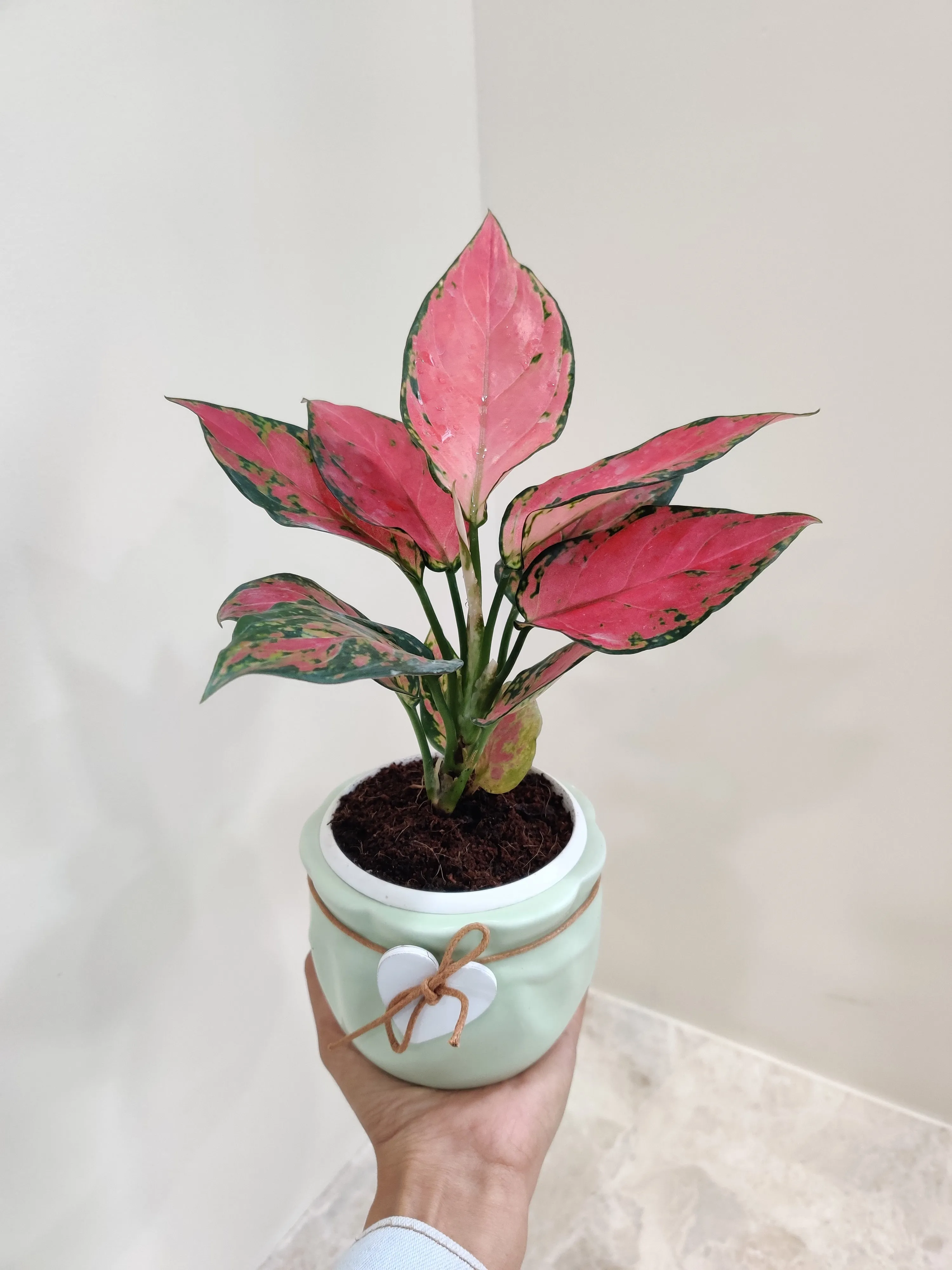 Vibrant Aglaonema Beauty for Corporate Gifting