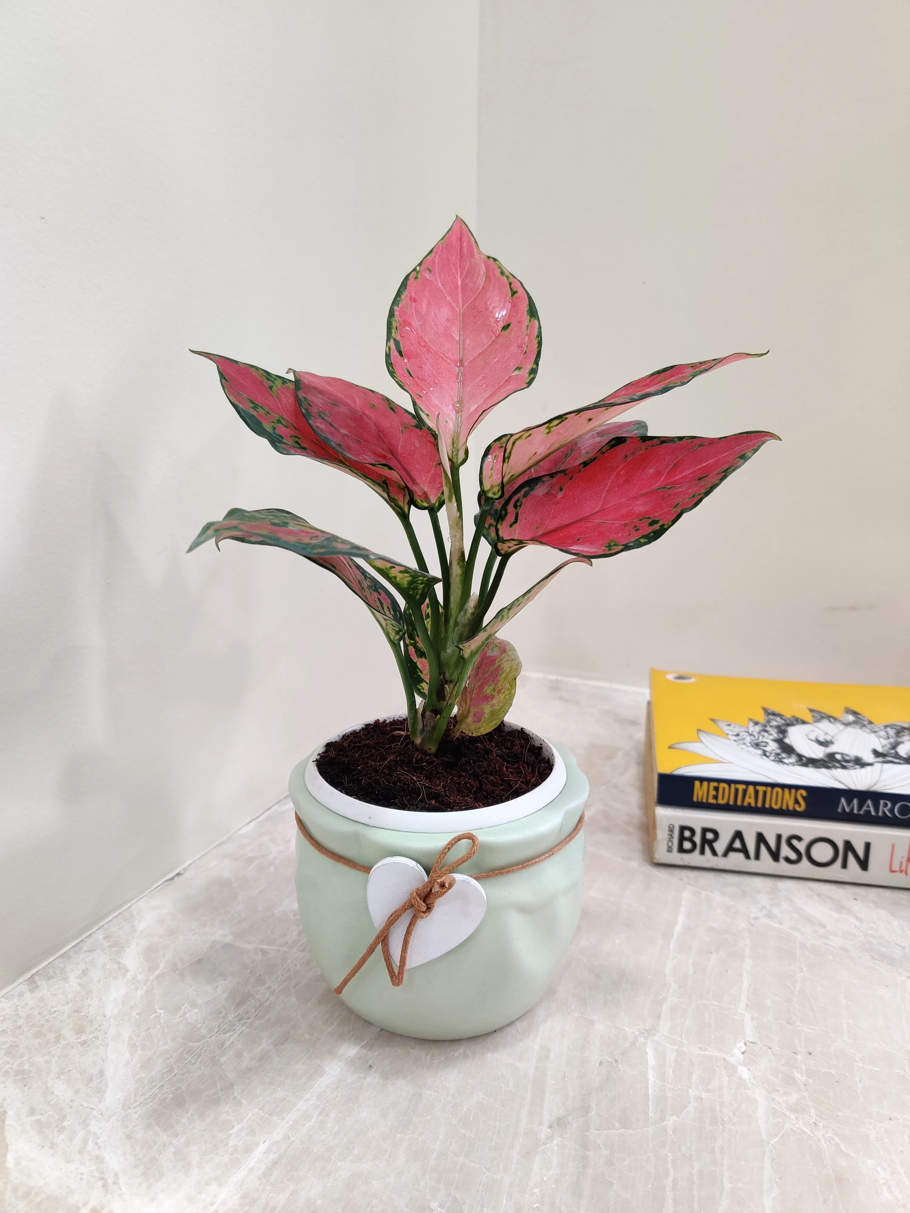 Vibrant Aglaonema Beauty for Corporate Gifting