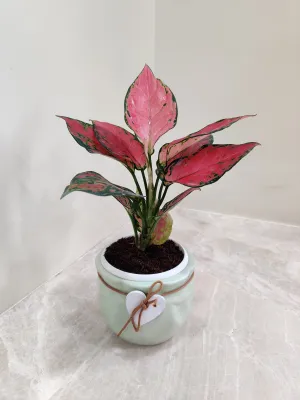 Vibrant Aglaonema Beauty for Corporate Gifting